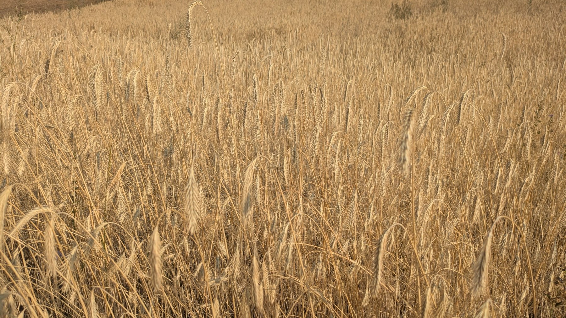 Épis de céréales mûrs dans le champ