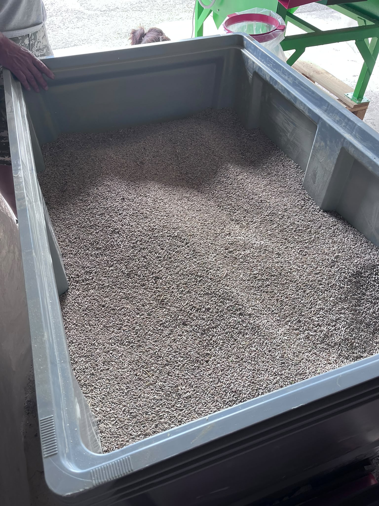 Juillet 2026 · tri et nettoyage du grain